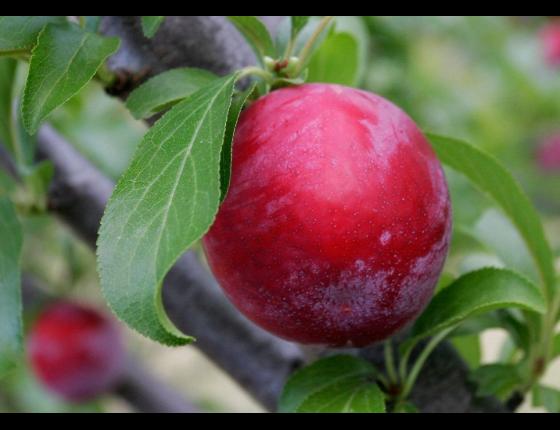 California Fresh Fruit Association Standing Committees